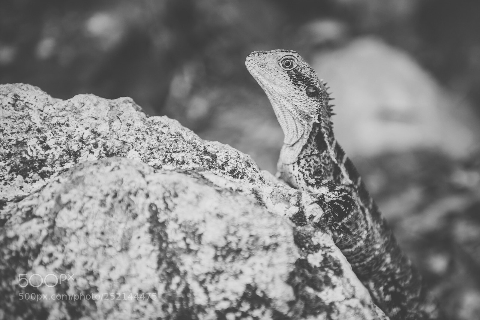 Nikon D800 sample photo. Water dragon. photography