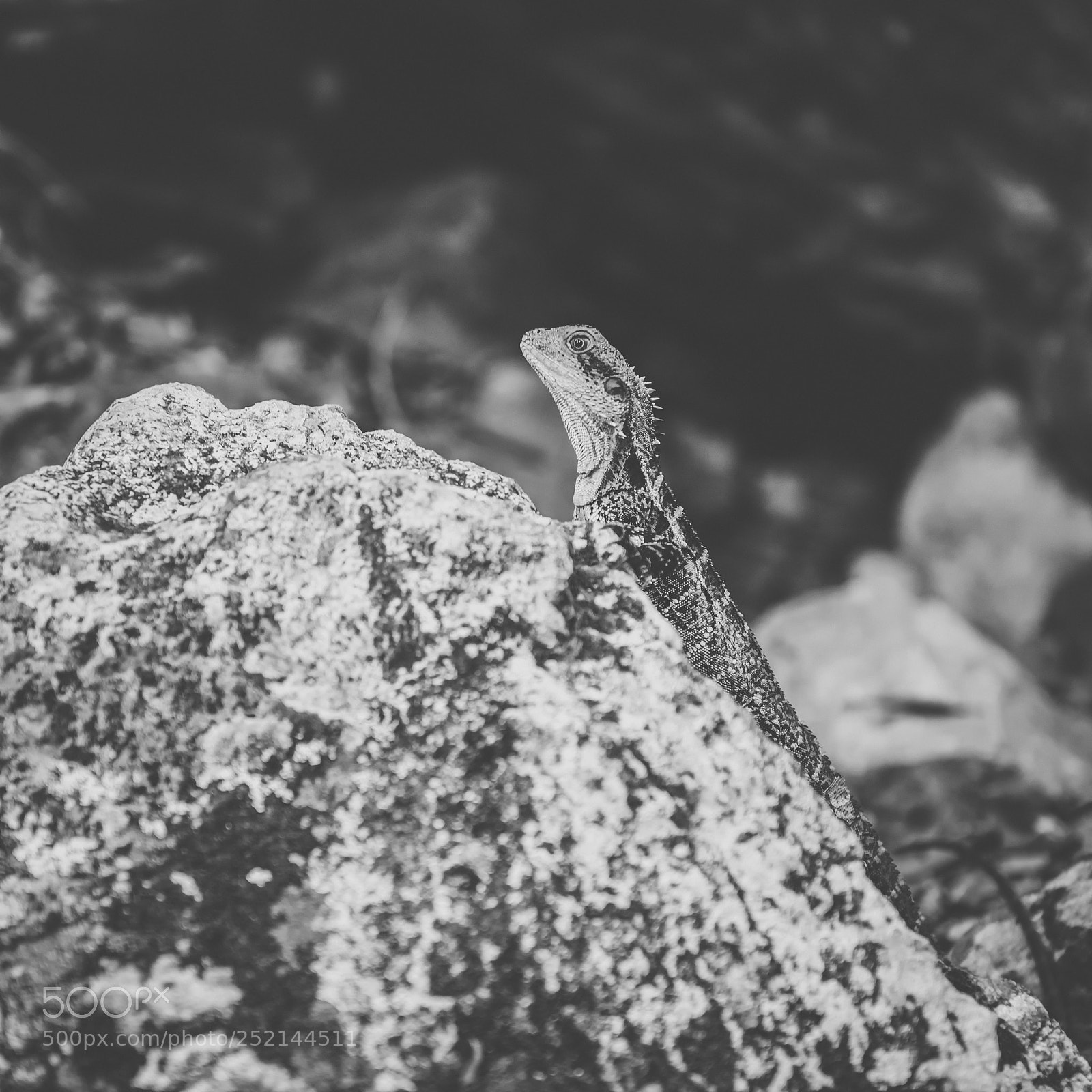 Nikon D800 sample photo. Water dragon. photography