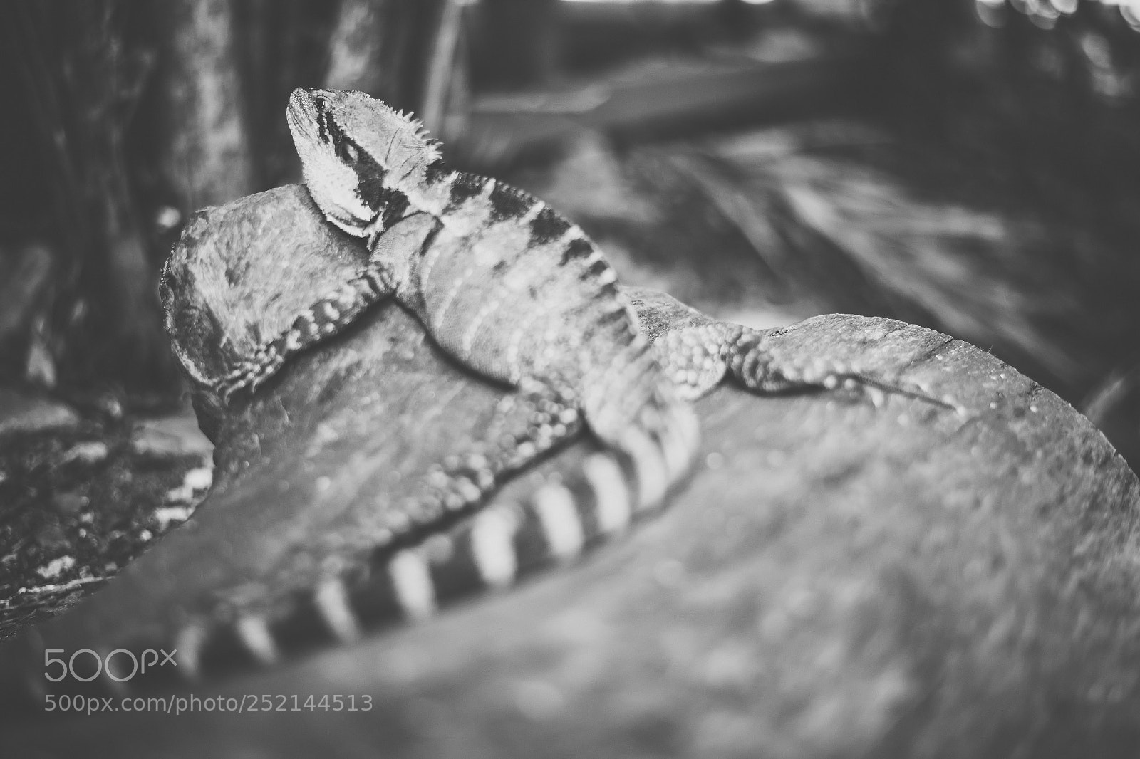 Nikon D800 sample photo. Water dragon. photography