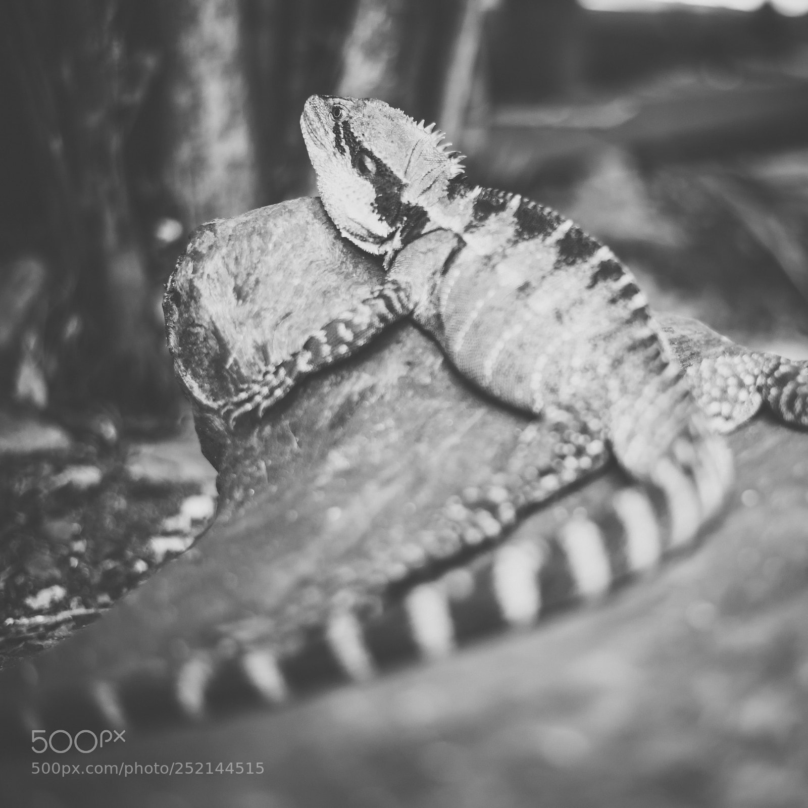 Nikon D800 sample photo. Water dragon. photography