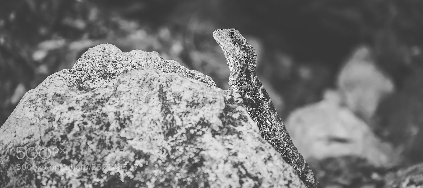 Nikon D800 sample photo. Water dragon. photography