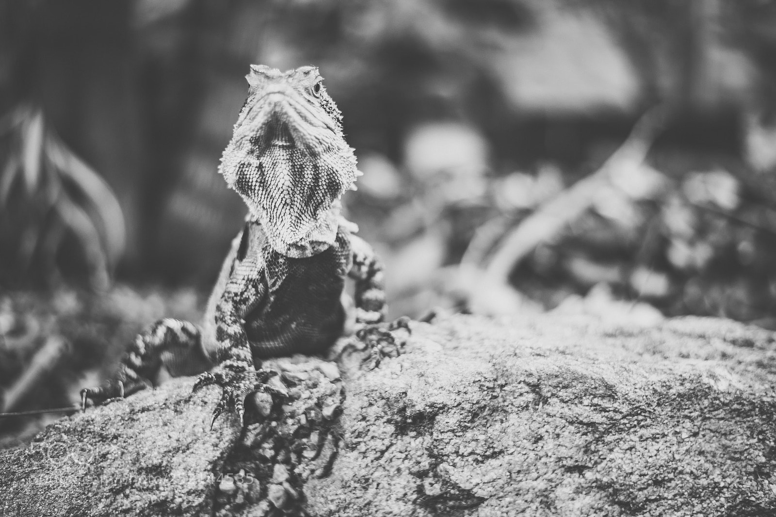 Nikon D800 sample photo. Water dragon. photography