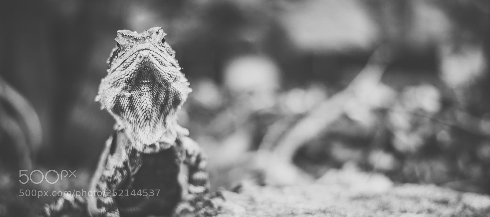 Nikon D800 sample photo. Water dragon. photography