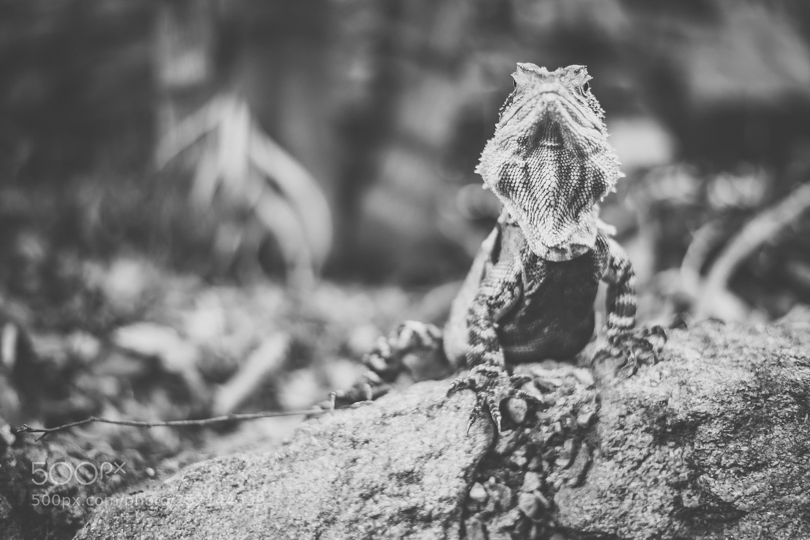 Nikon D800 sample photo. Water dragon. photography