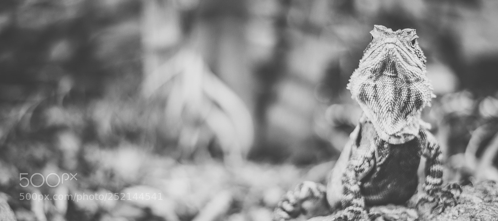 Nikon D800 sample photo. Water dragon. photography