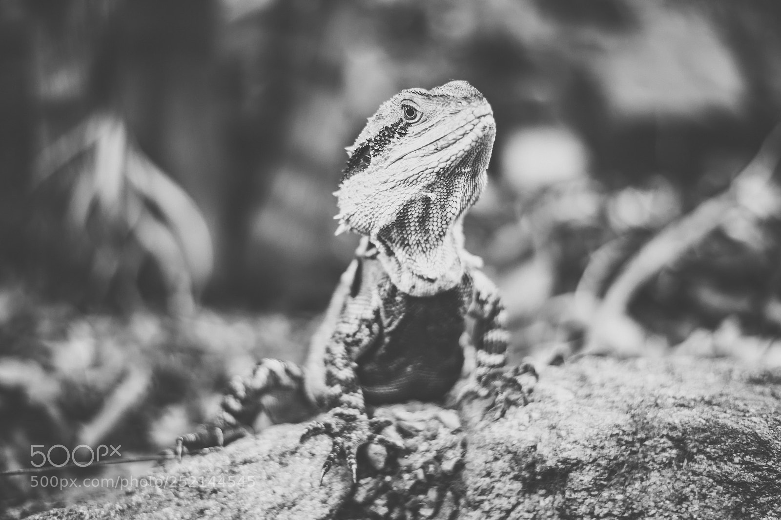 Nikon D800 sample photo. Water dragon. photography