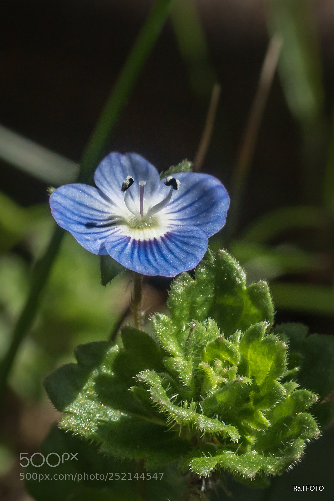 Sony DSC-RX100M5 sample photo. Veronica (veronica persica) photography