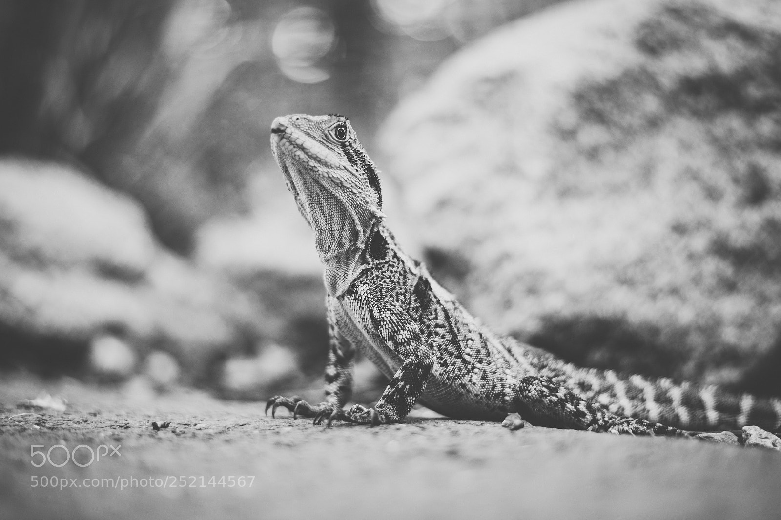 Nikon D800 sample photo. Water dragon. photography