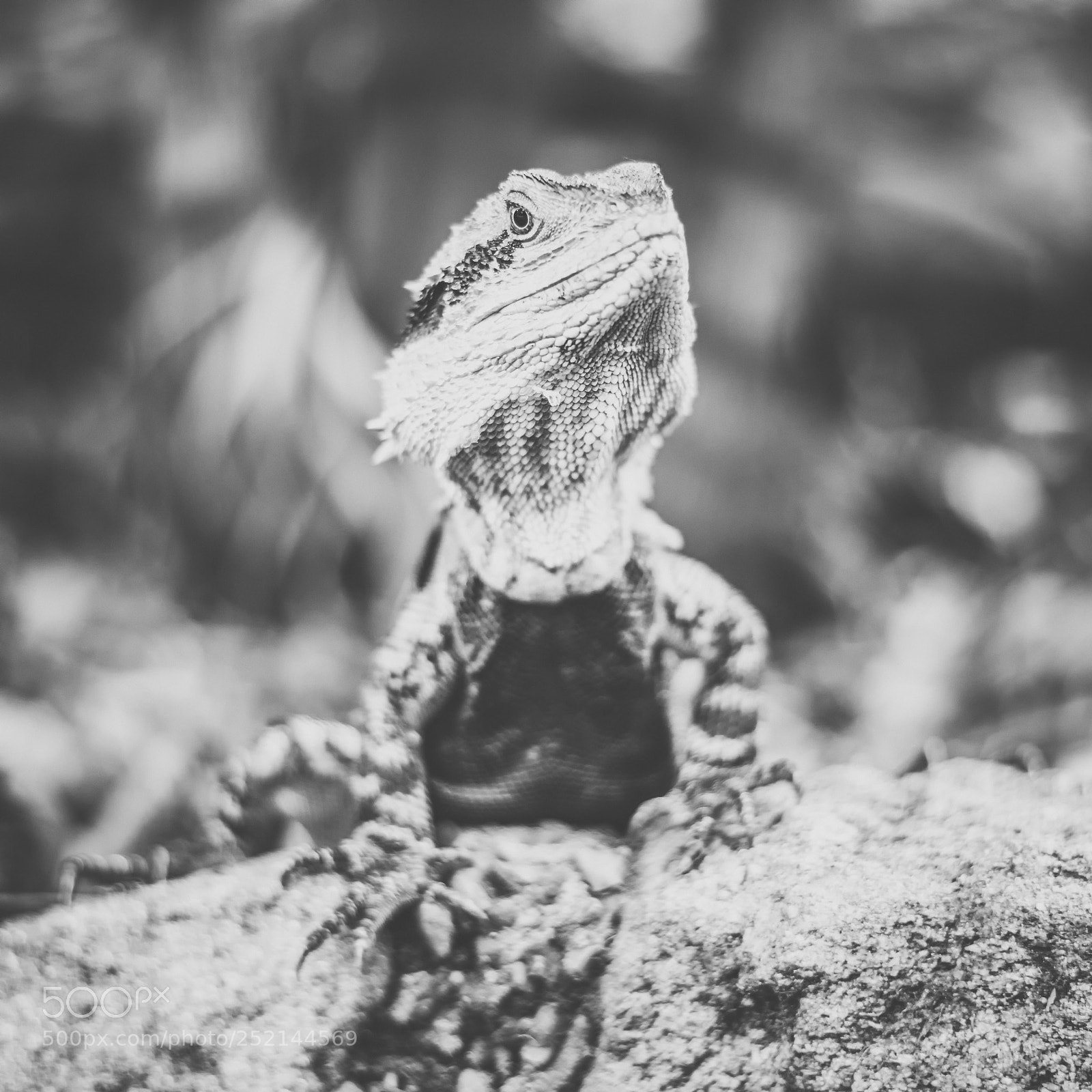 Nikon D800 sample photo. Water dragon. photography