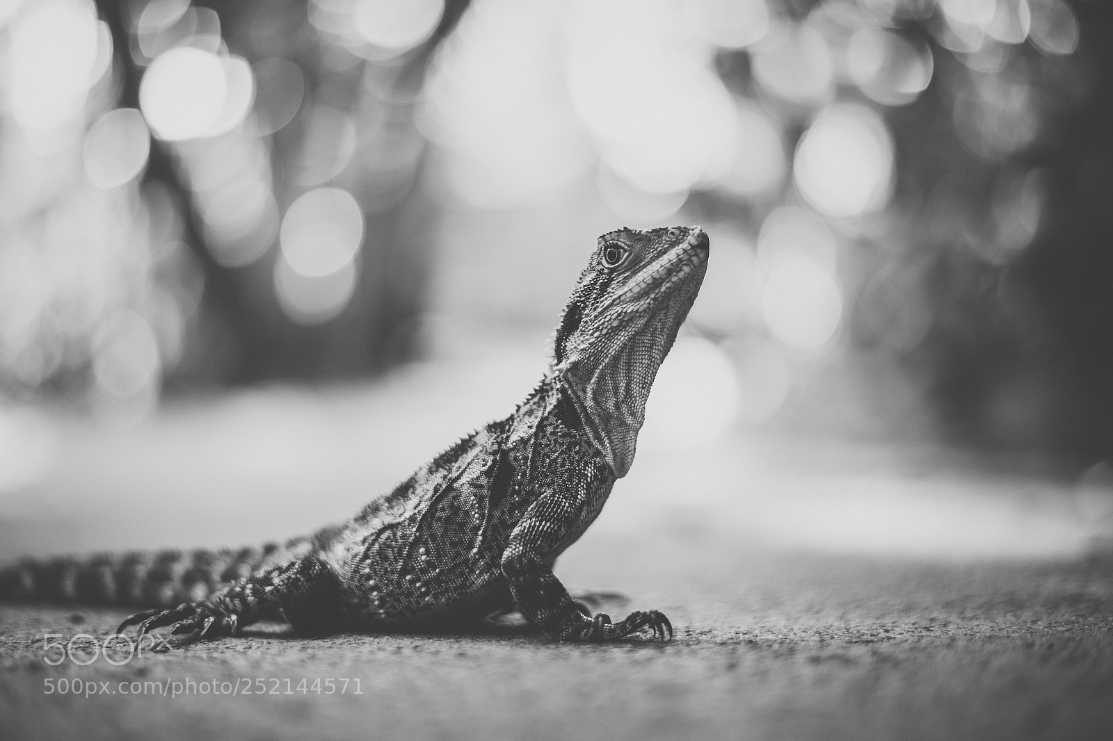 Nikon D800 sample photo. Water dragon. photography