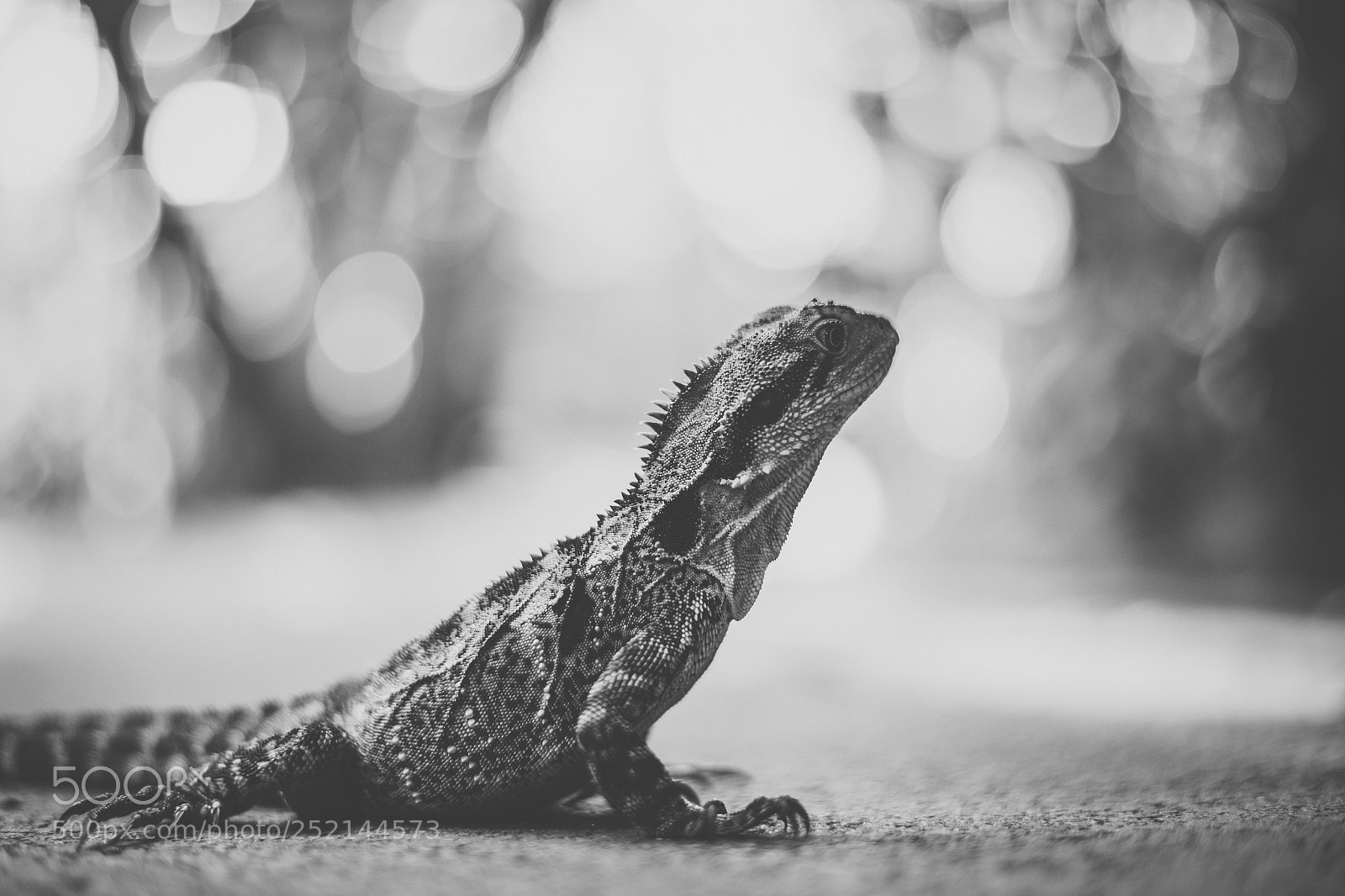 Nikon D800 sample photo. Water dragon. photography