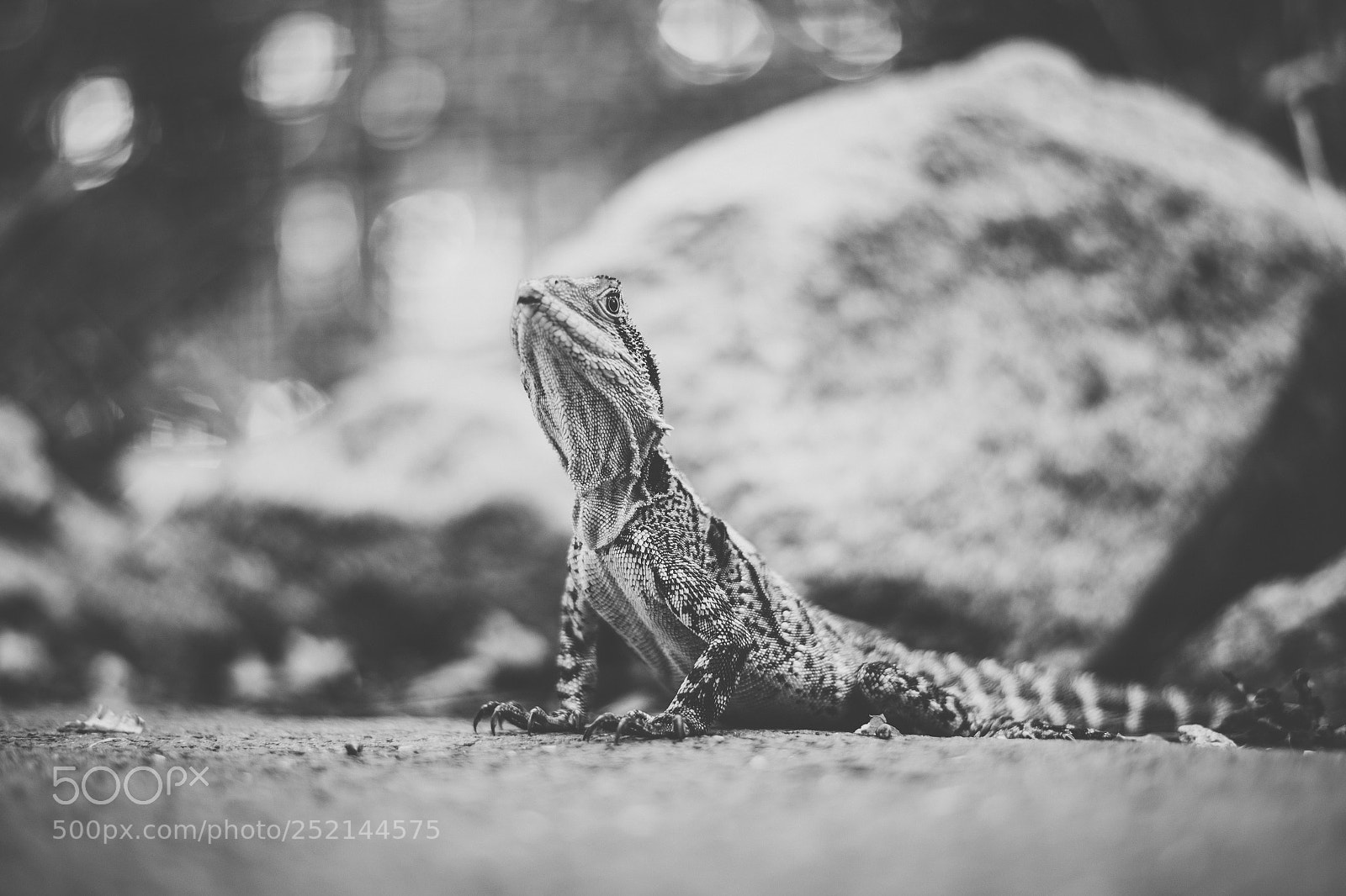Nikon D800 sample photo. Water dragon. photography