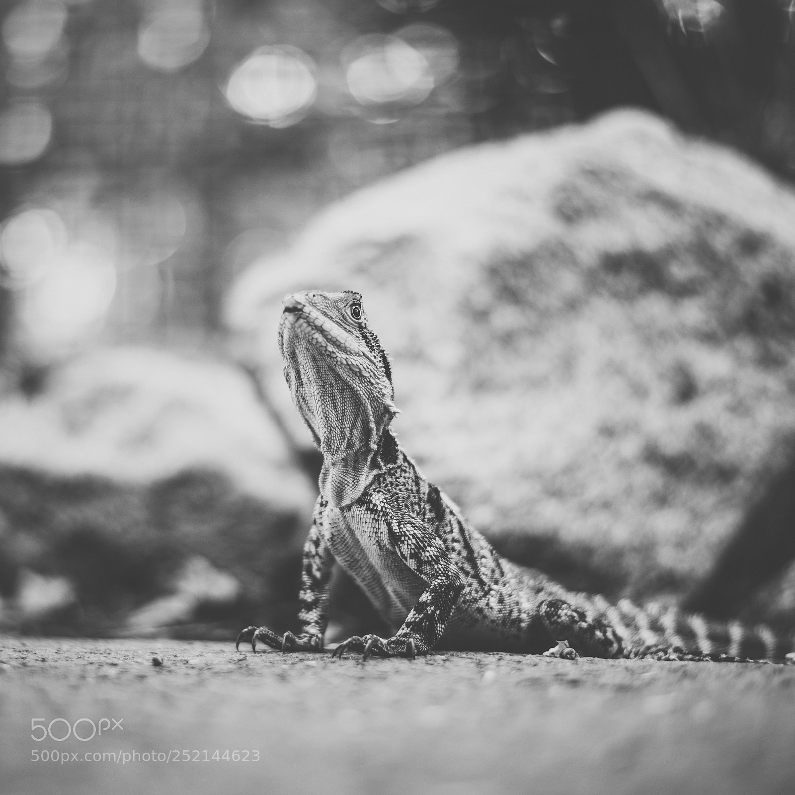 Nikon D800 sample photo. Water dragon. photography