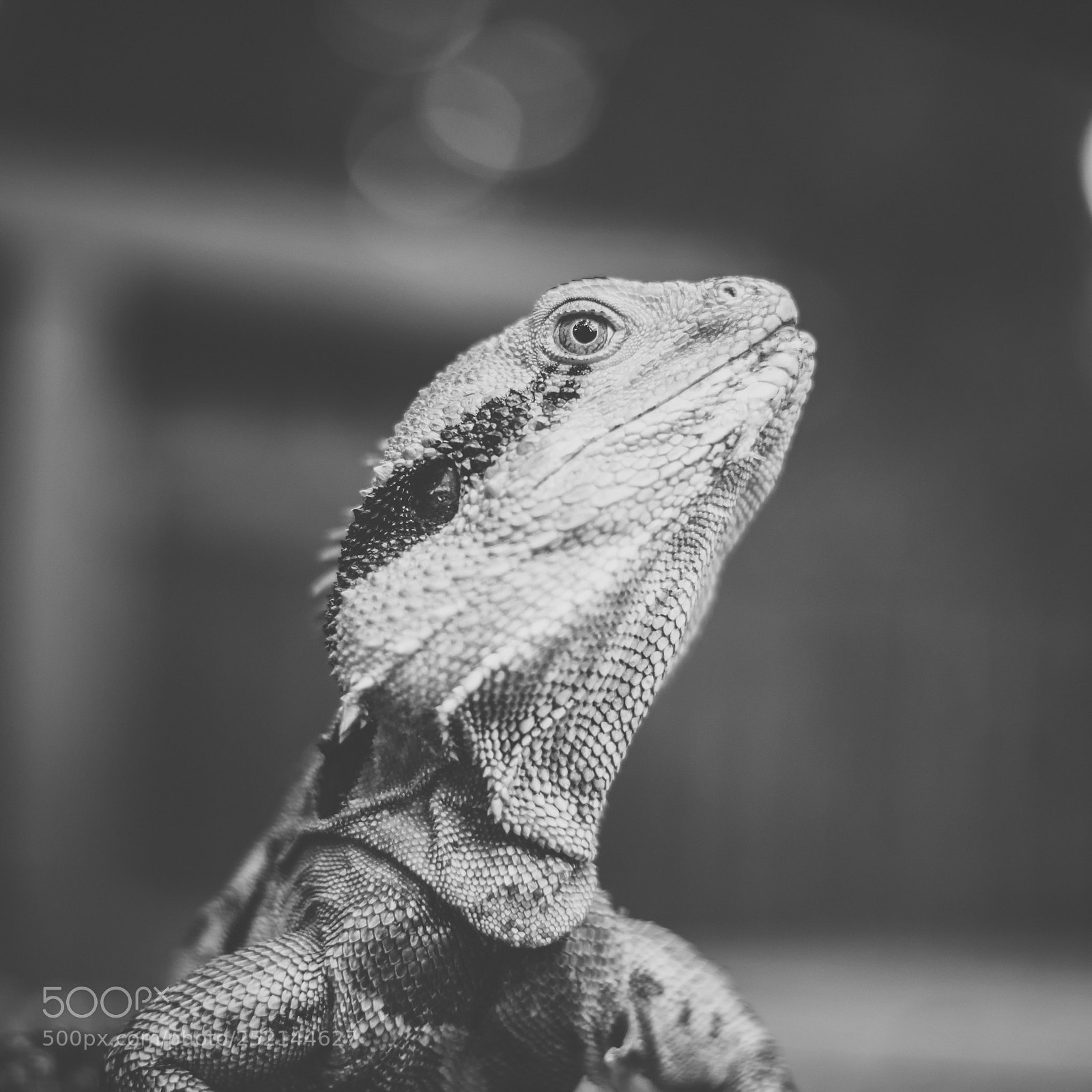 Nikon D800 sample photo. Water dragon. photography