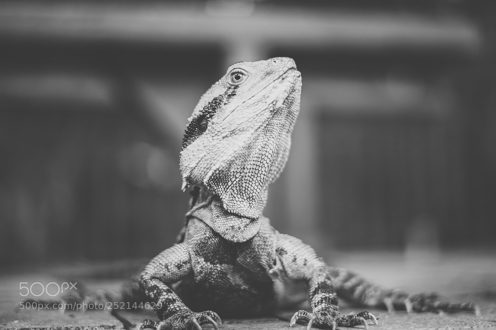 Nikon D800 sample photo. Water dragon. photography