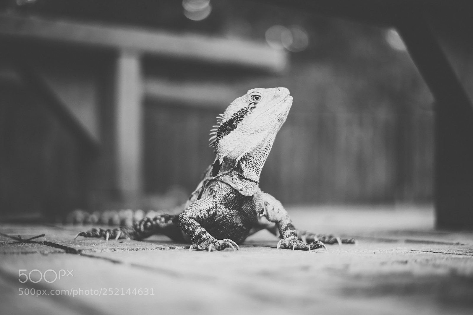 Nikon D800 sample photo. Water dragon. photography