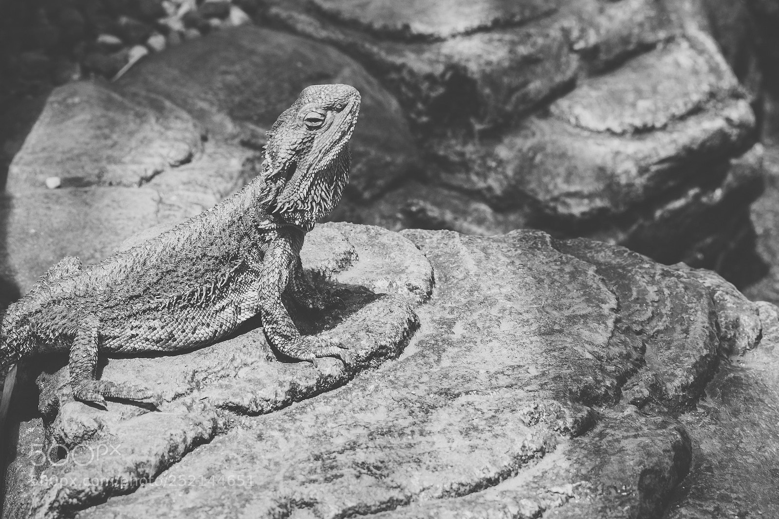 Nikon D800 sample photo. Water dragon. photography