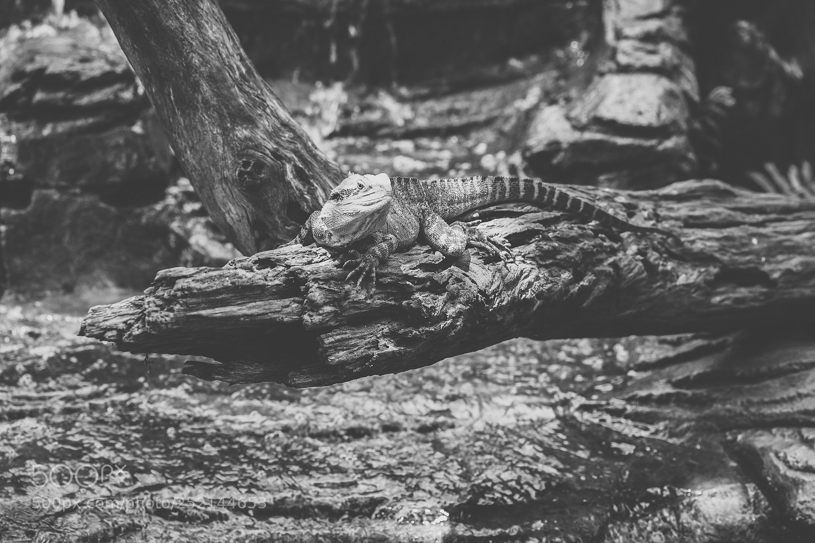 Nikon D800 sample photo. Water dragon. photography