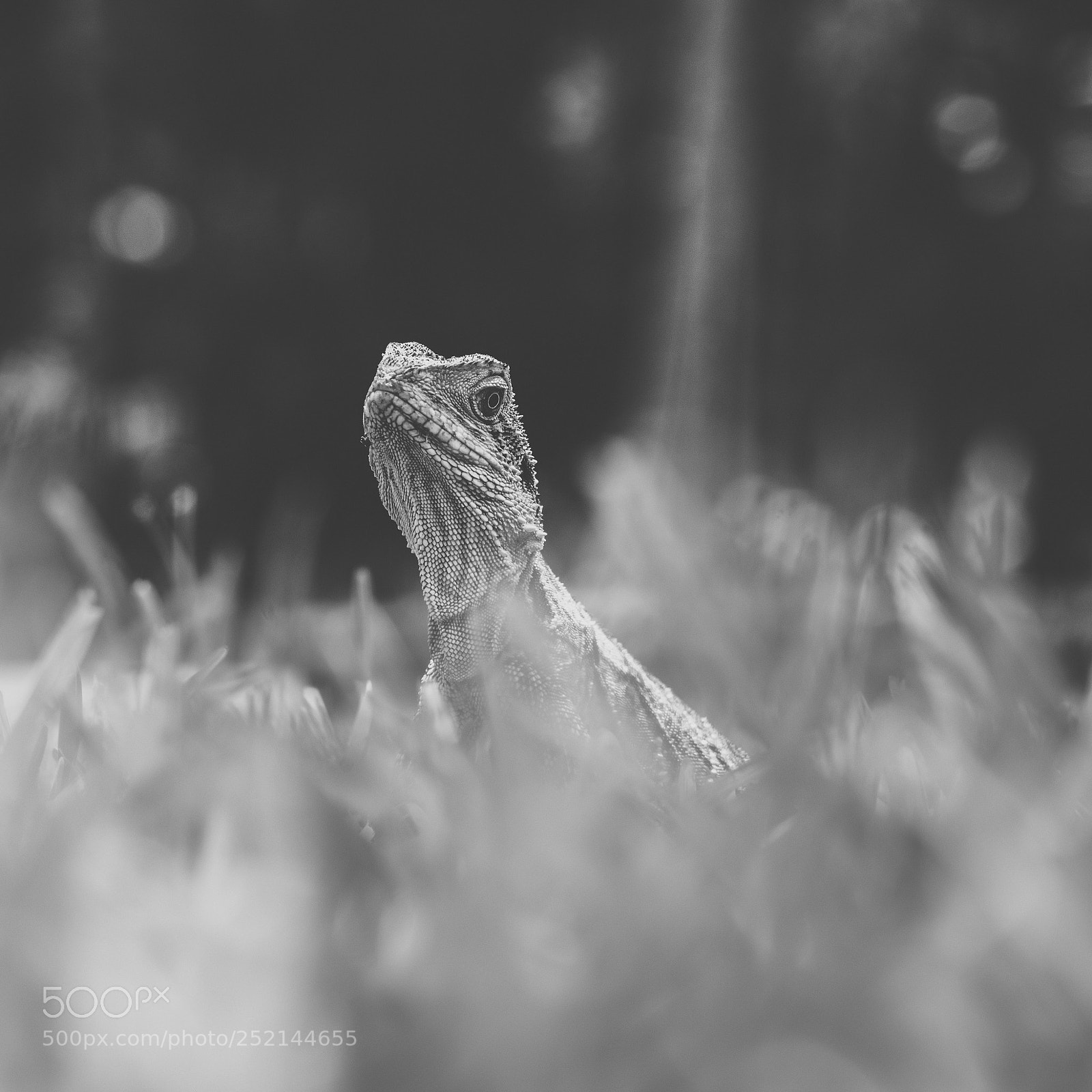 Nikon D800 sample photo. Water dragon. photography