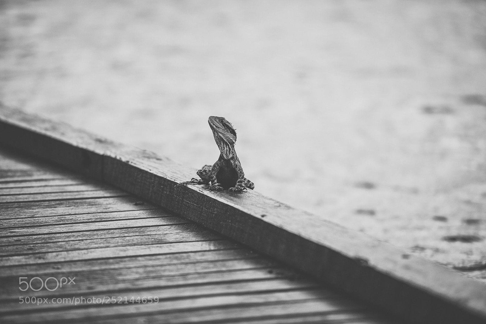 Nikon D800 sample photo. Water dragon. photography