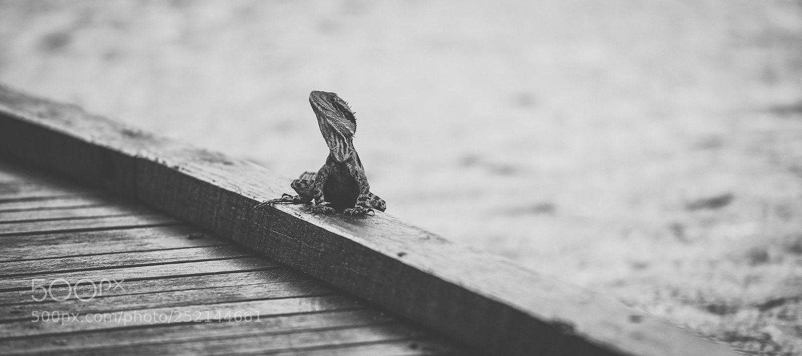 Nikon D800 sample photo. Water dragon. photography