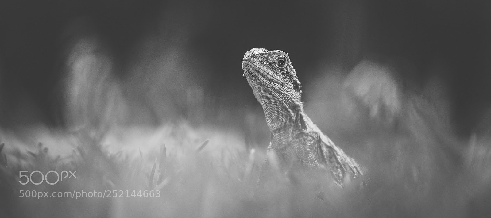 Nikon D800 sample photo. Water dragon. photography