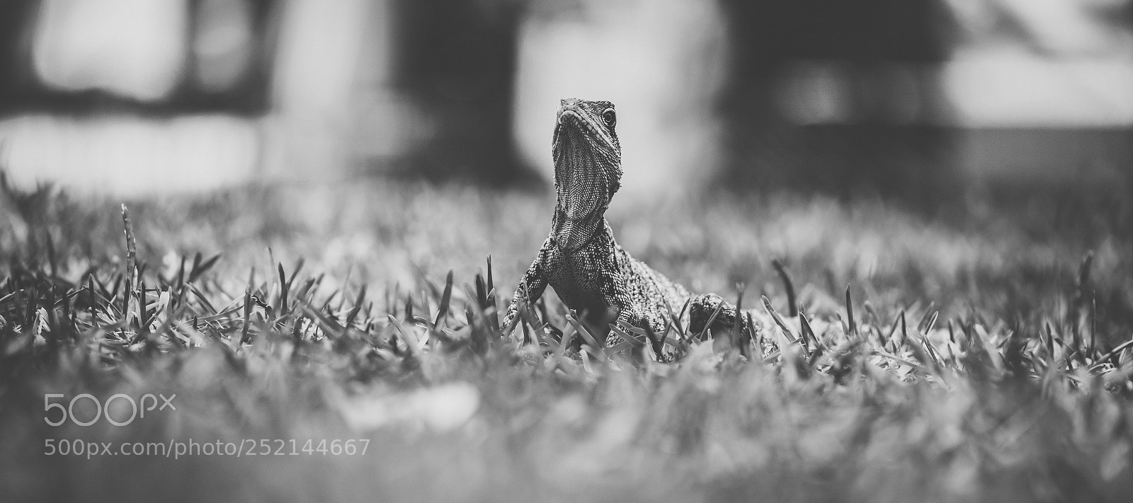 Nikon D800 sample photo. Water dragon. photography