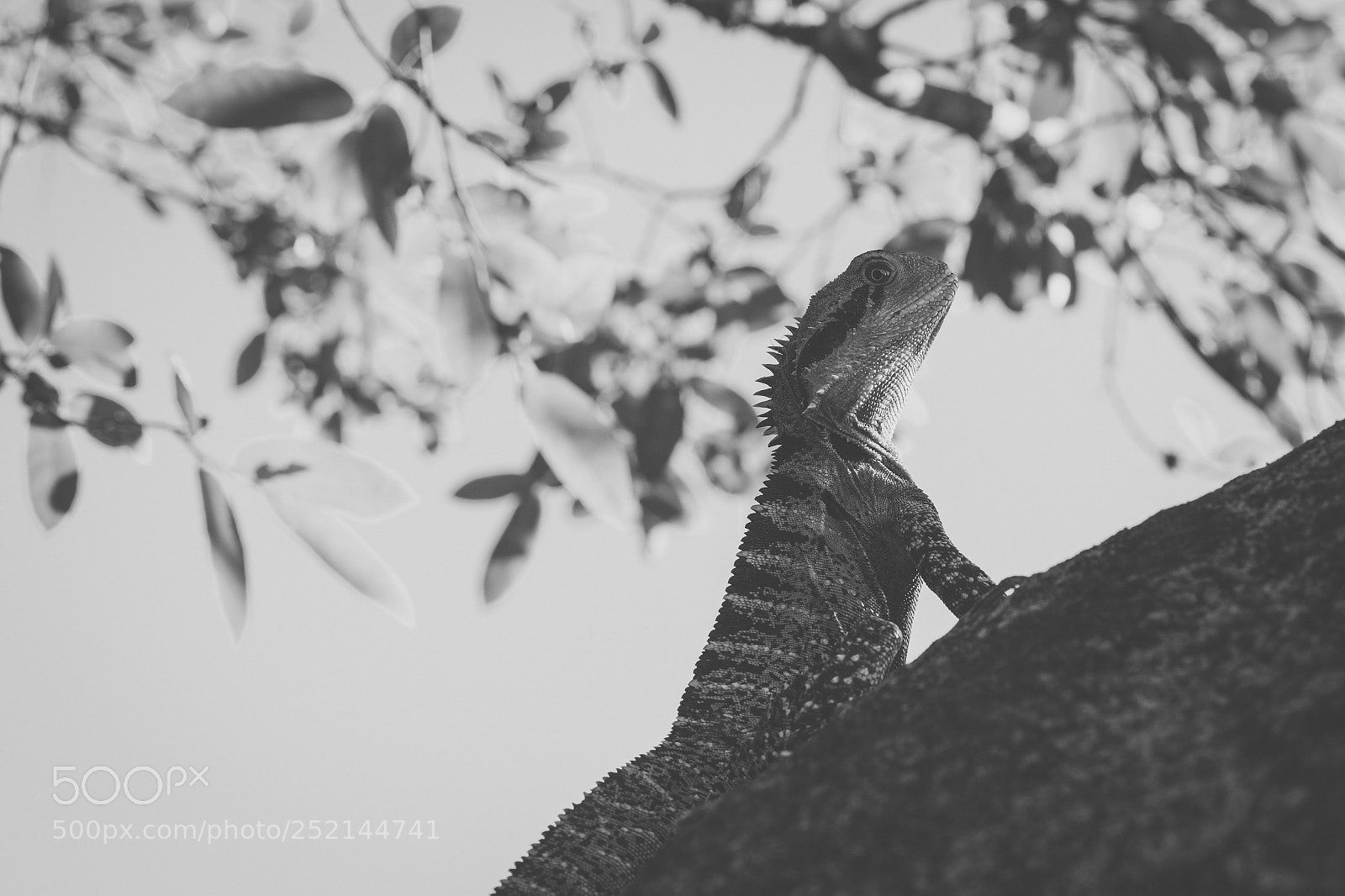 Nikon D800 sample photo. Water dragon. photography