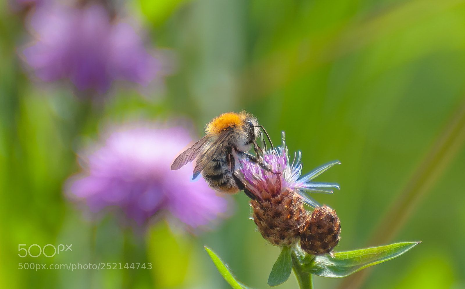 Nikon D5000 sample photo. Time of honey photography