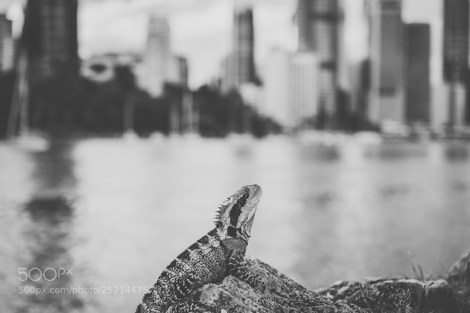 Nikon D800 sample photo. Water dragon. photography