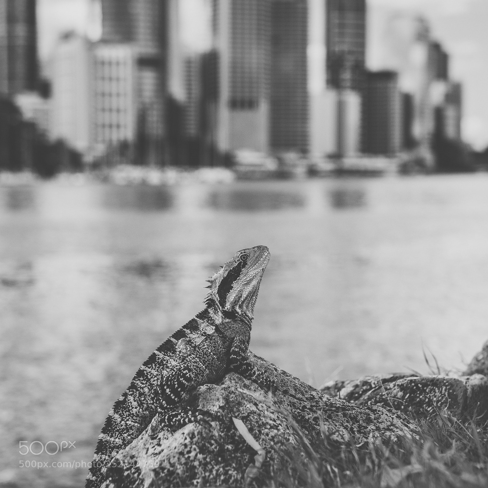 Nikon D800 sample photo. Water dragon. photography