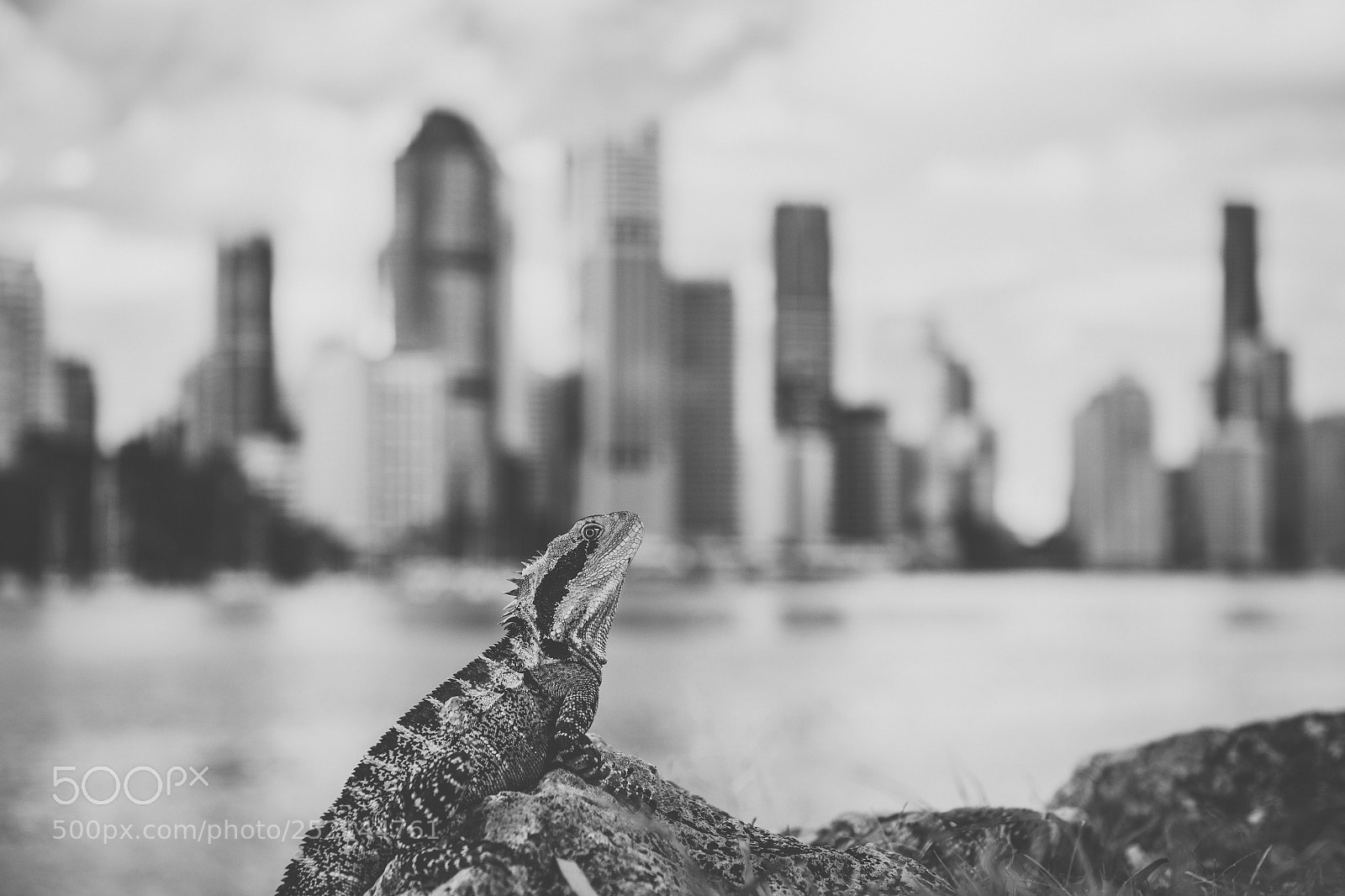 Nikon D800 sample photo. Water dragon. photography