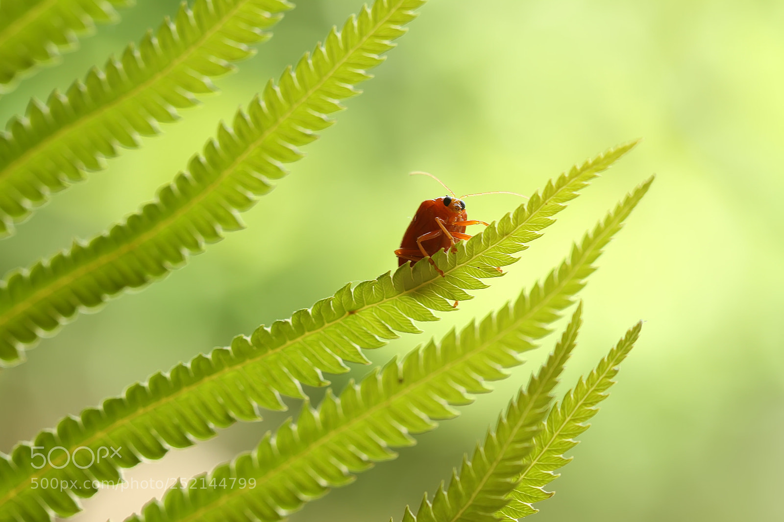 Canon EOS 7D sample photo. Ladybug photography