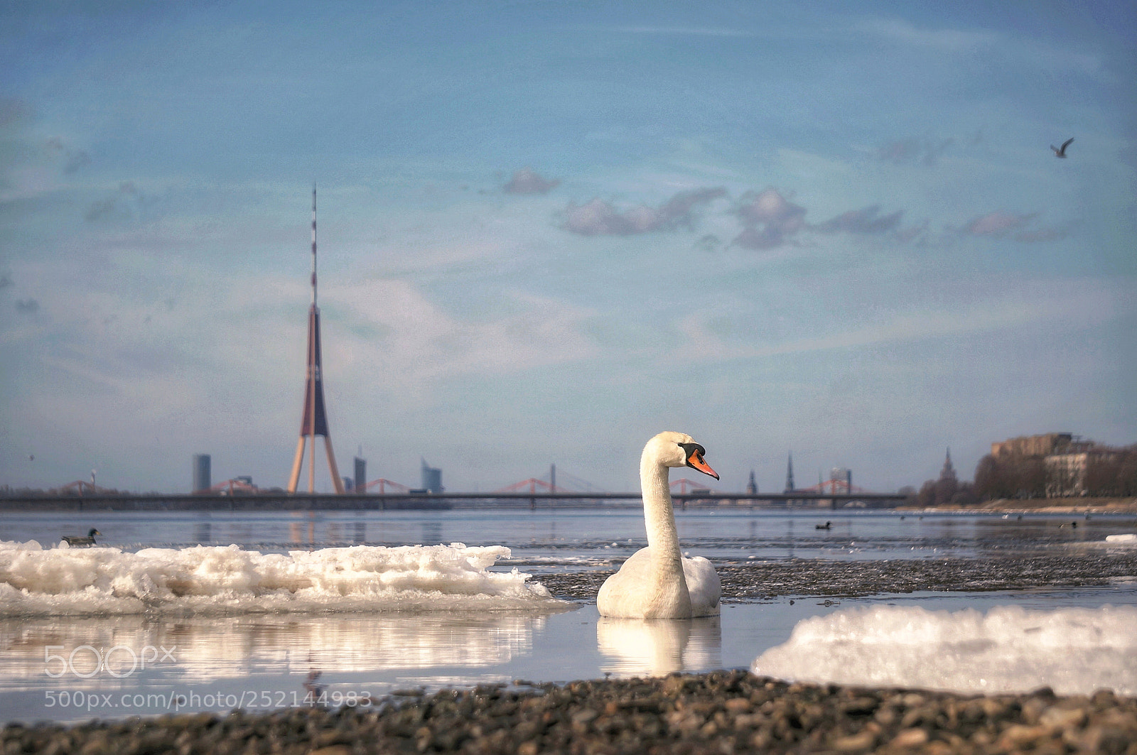 Sony Alpha NEX-6 sample photo. Swan photography