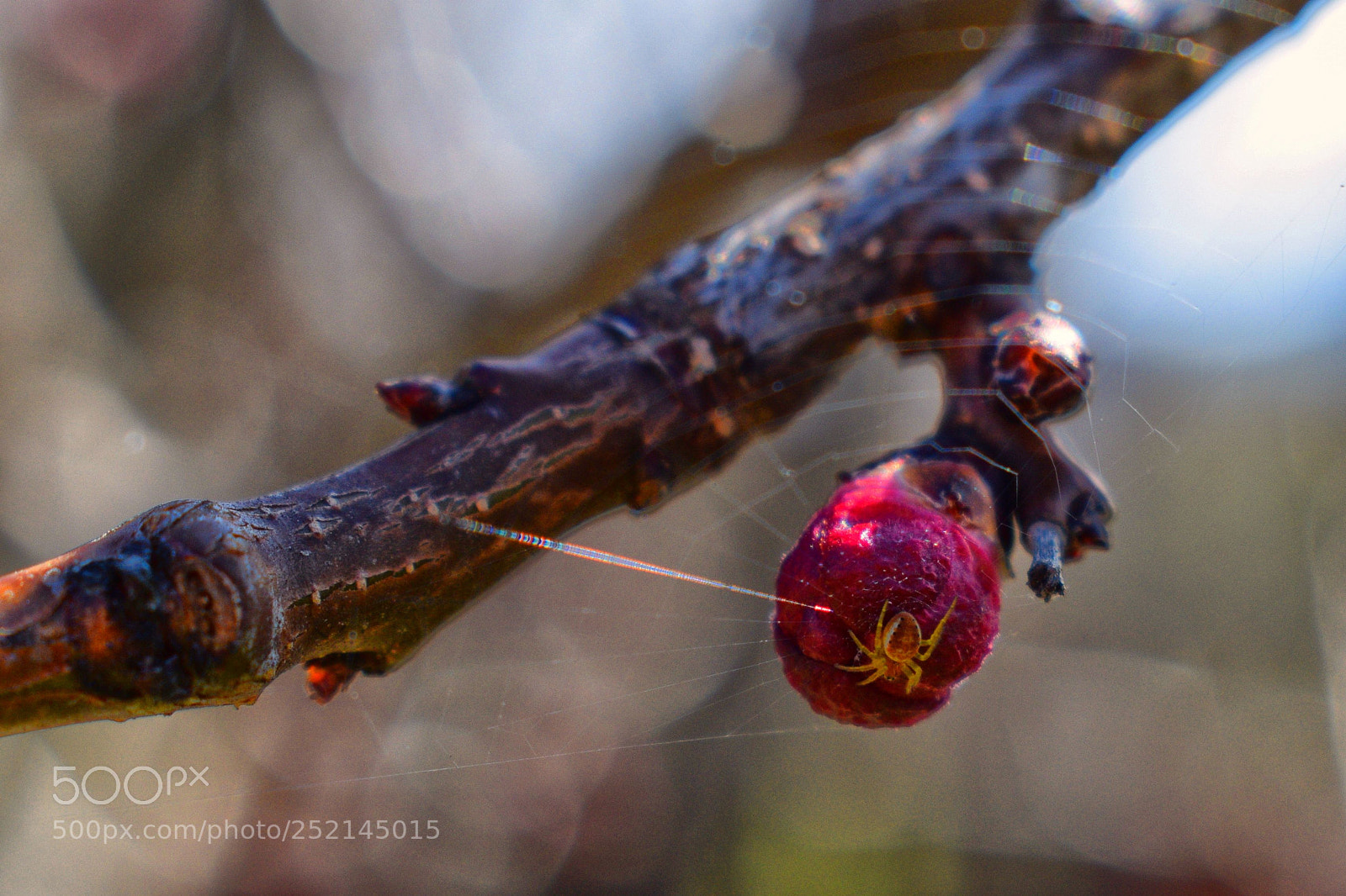 Nikon D3300 sample photo. Spring....... photography