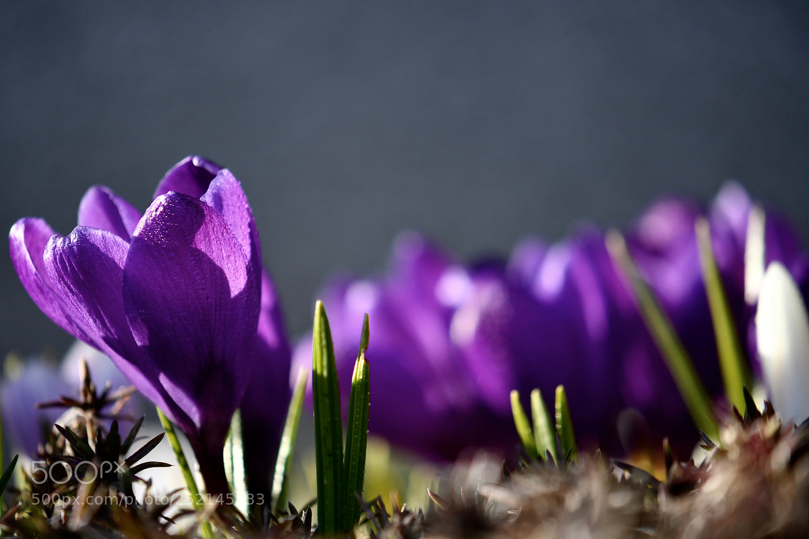 Nikon D500 sample photo. Untitled photography