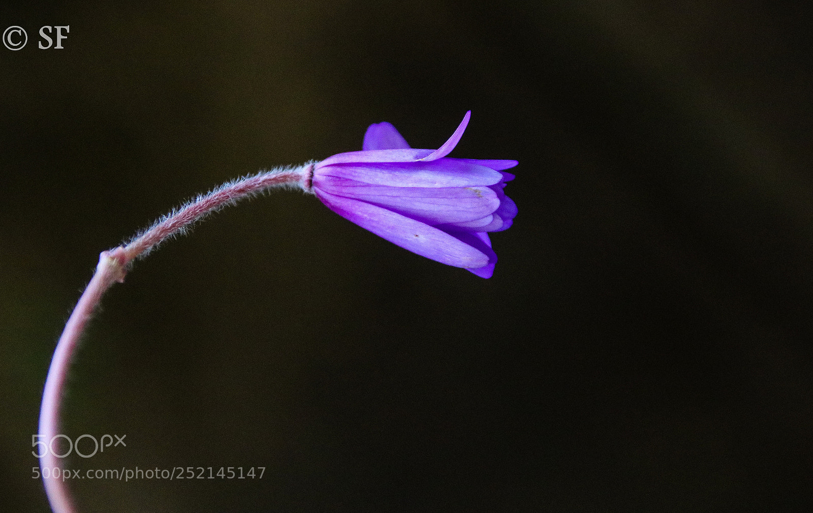 Canon EOS 750D (EOS Rebel T6i / EOS Kiss X8i) sample photo. Closed blossom photography