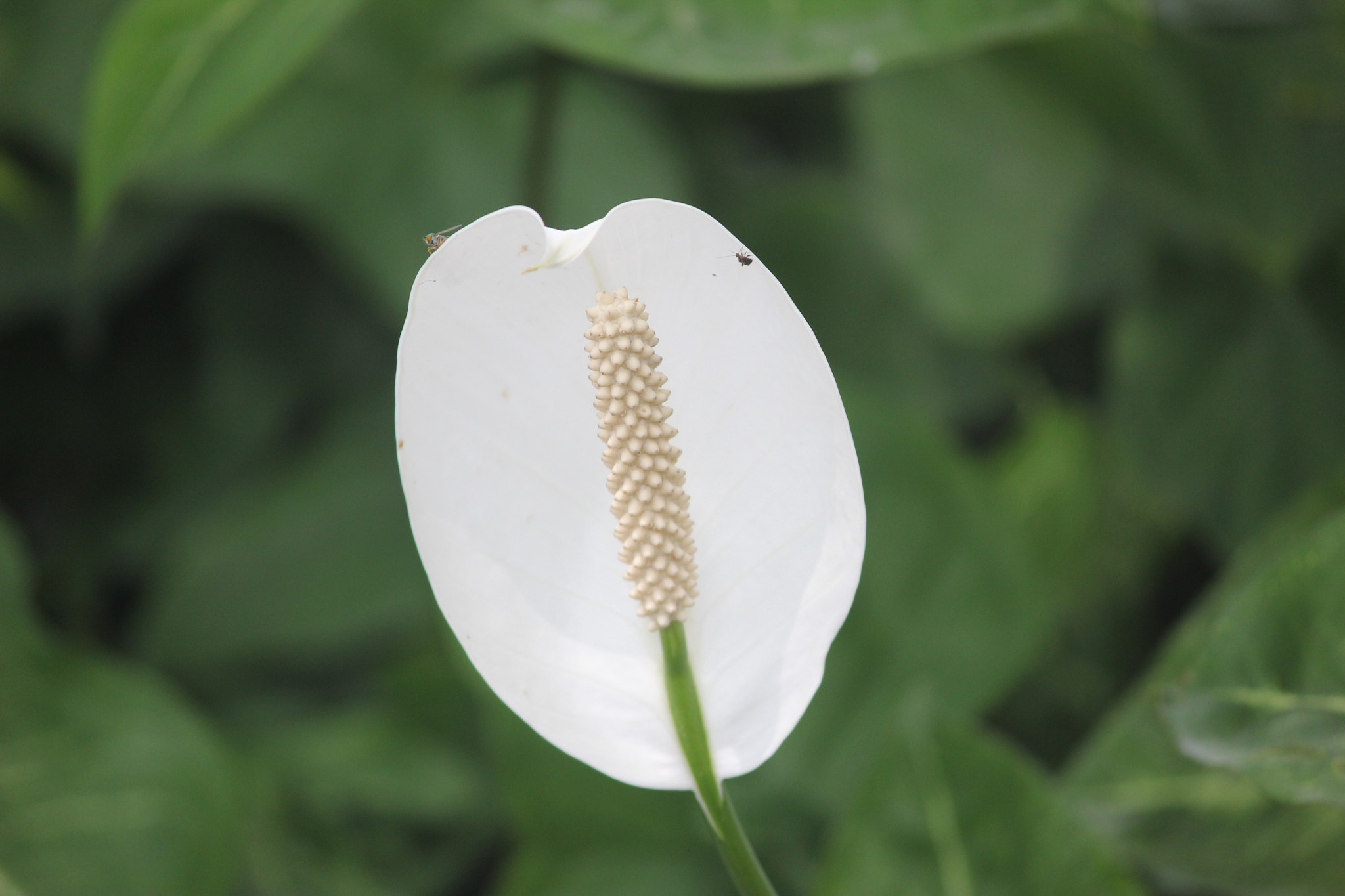 Canon EF-S 55-250mm F4-5.6 IS II sample photo. Tiny world photography