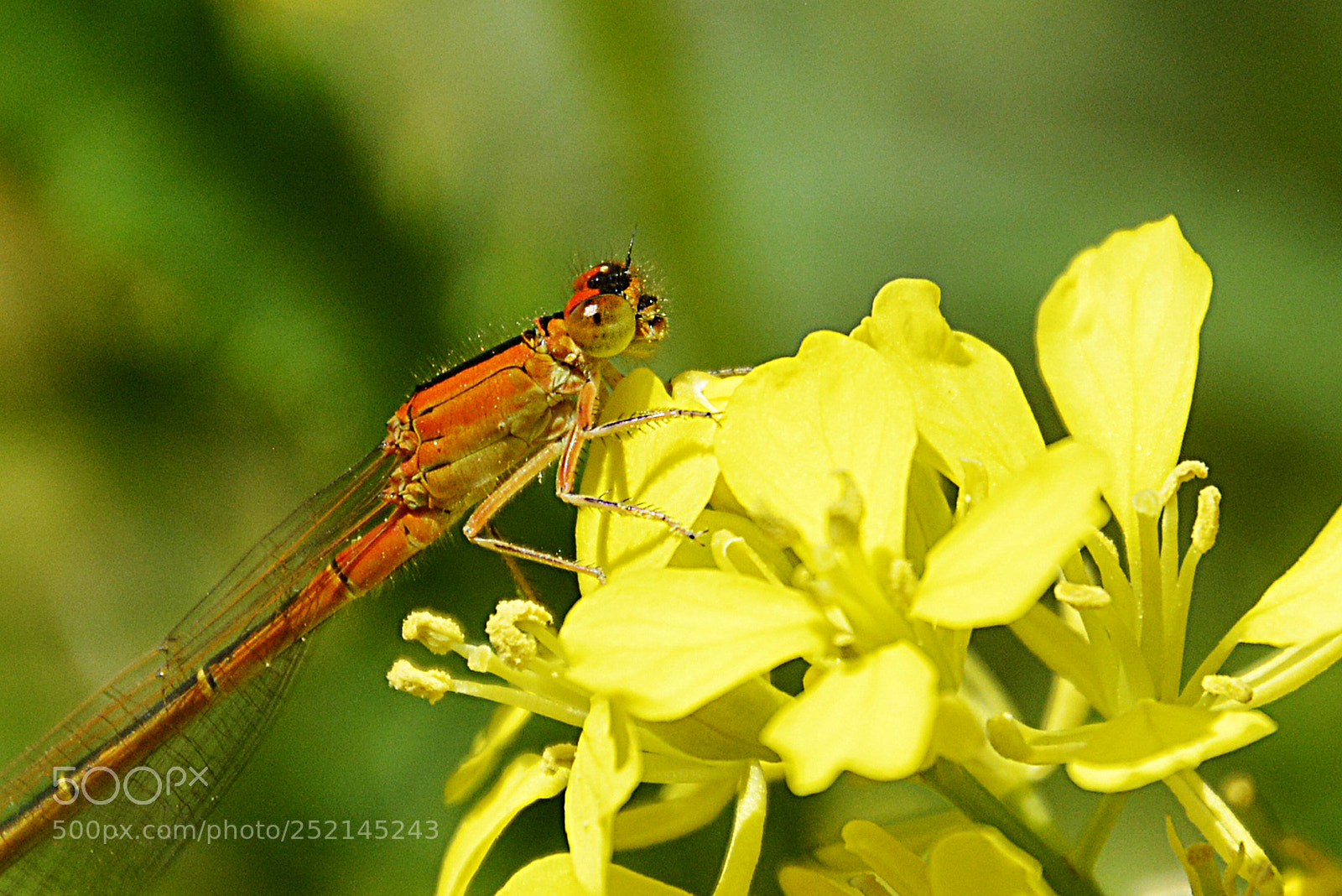 Nikon D5200 sample photo. Orange photography