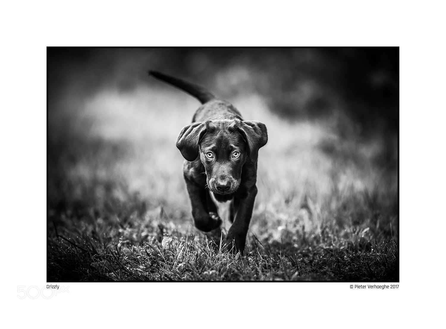 Nikon D4 sample photo. Grizzly photography