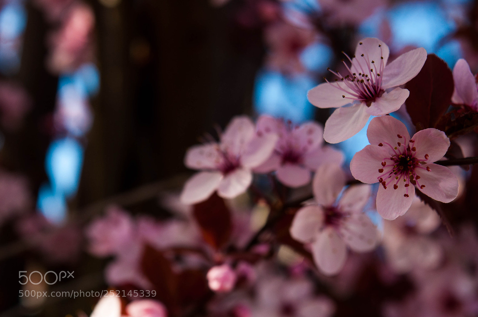 Nikon D5000 sample photo. Cherry flower photography