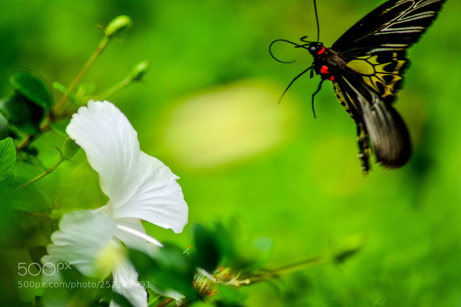 Nikon D5200 sample photo. Untitled photography
