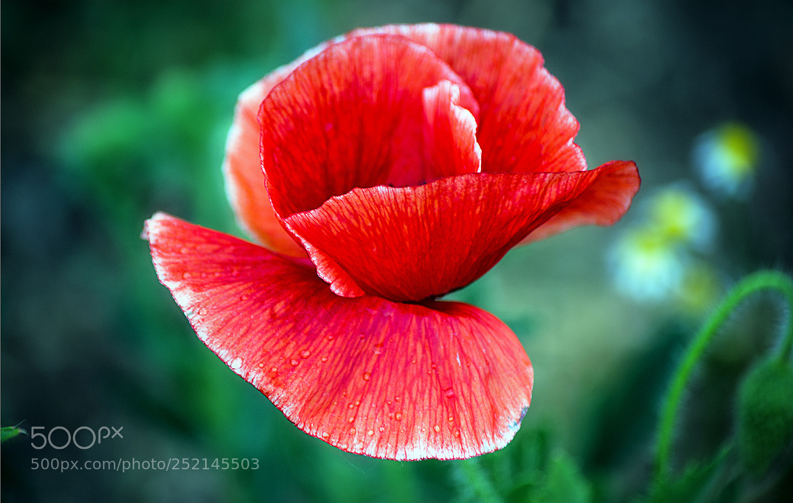 Nikon D3100 sample photo. как смарт объект photography