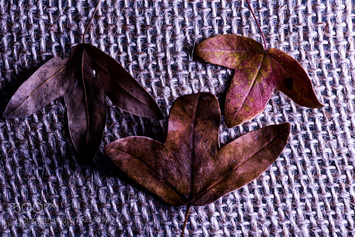 Nikon D810 sample photo. Texture photography