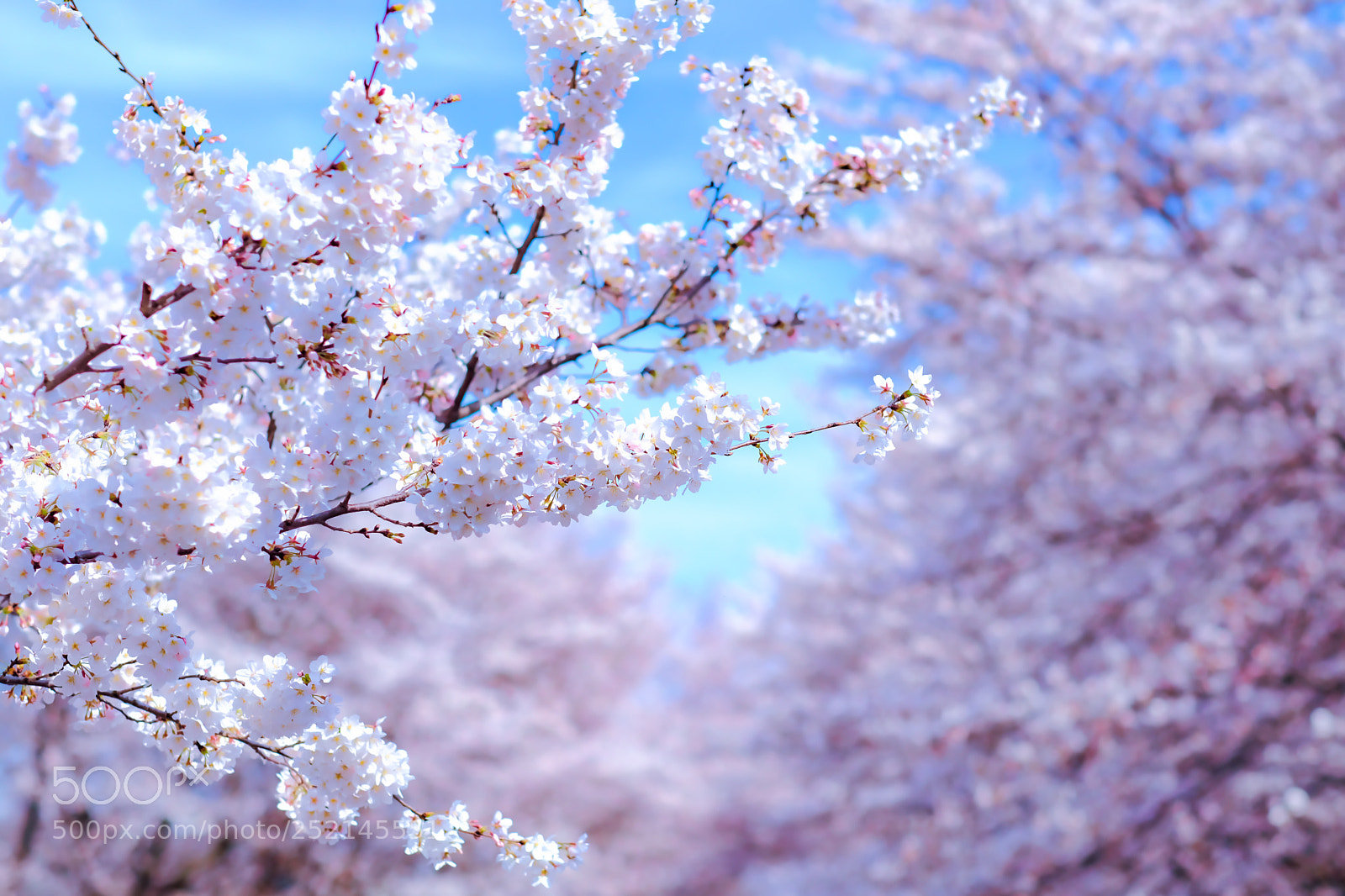 Fujifilm X-T2 sample photo. Sakura photography