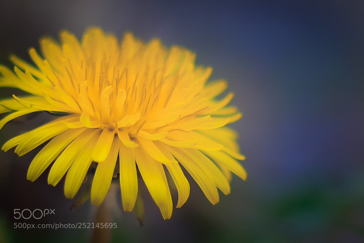 Fujifilm X-H1 sample photo. Flower photography