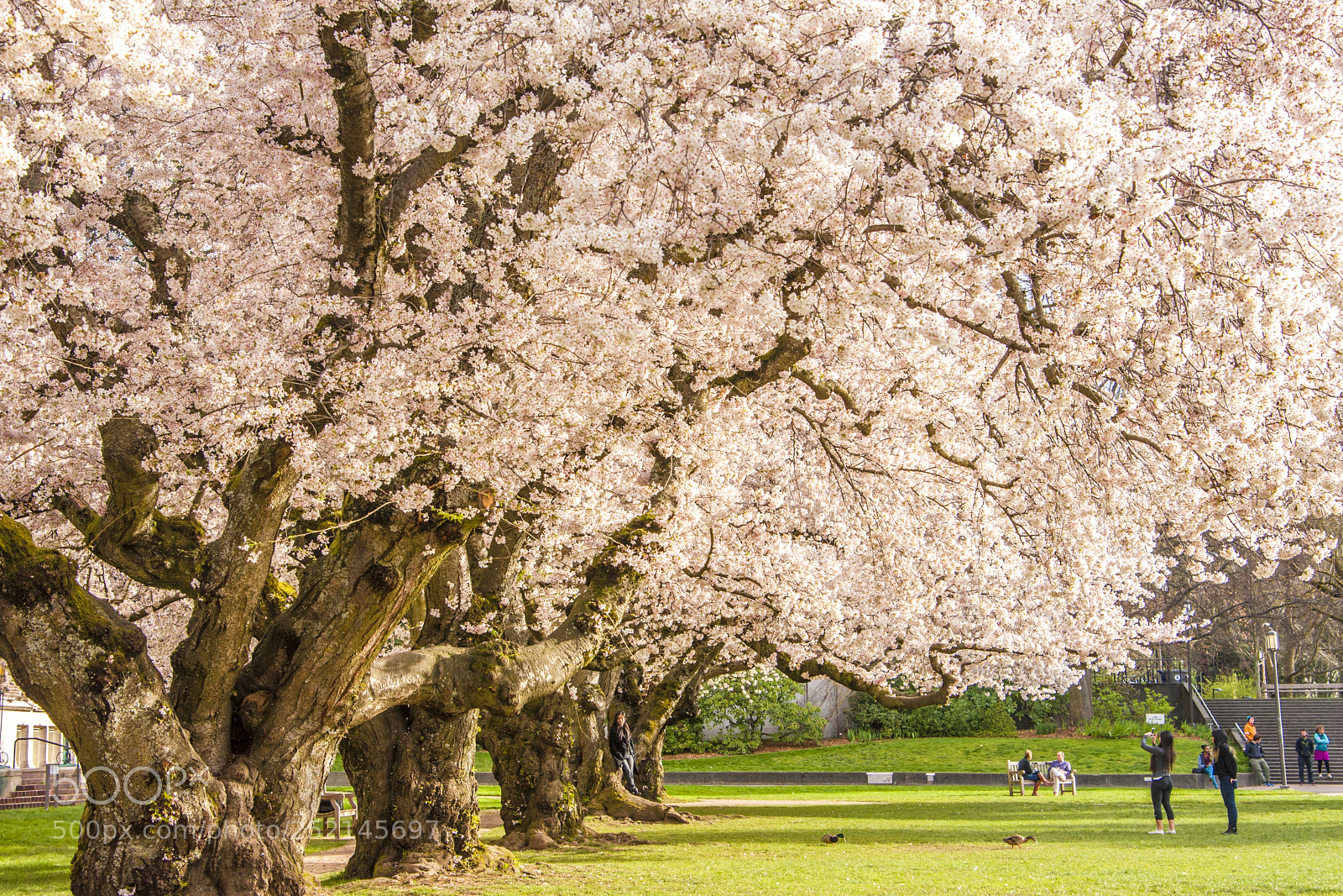Nikon D700 sample photo. Cherry blossom at university photography