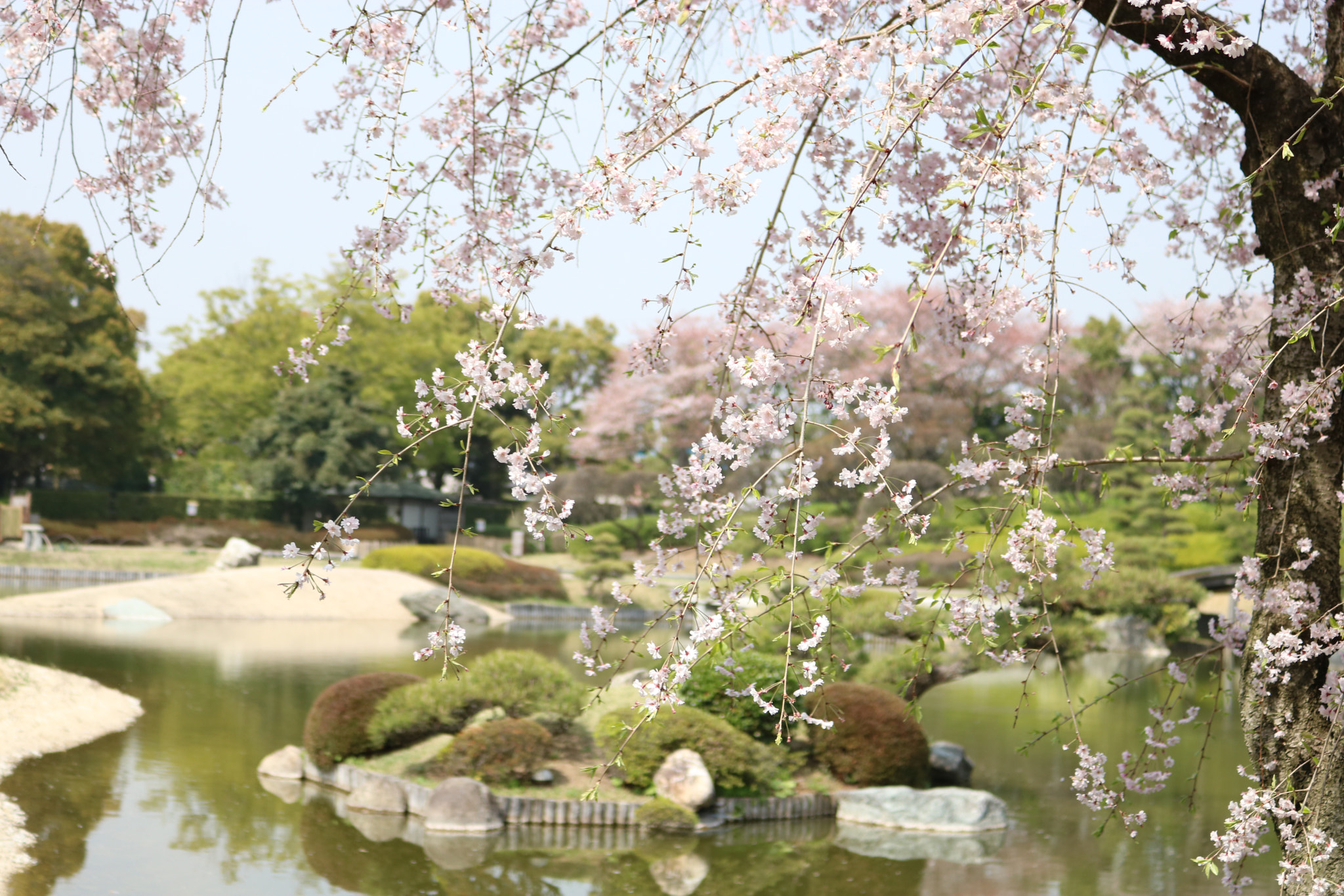 Canon EOS 760D (EOS Rebel T6s / EOS 8000D) sample photo. Cherry blossoms photography