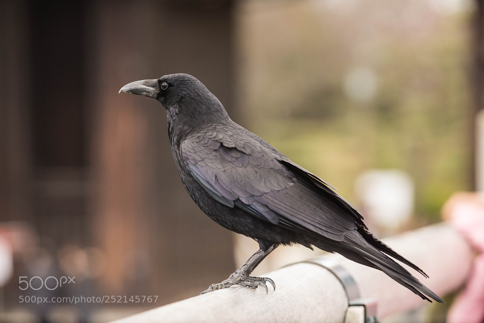 Nikon D600 sample photo. Crow photography