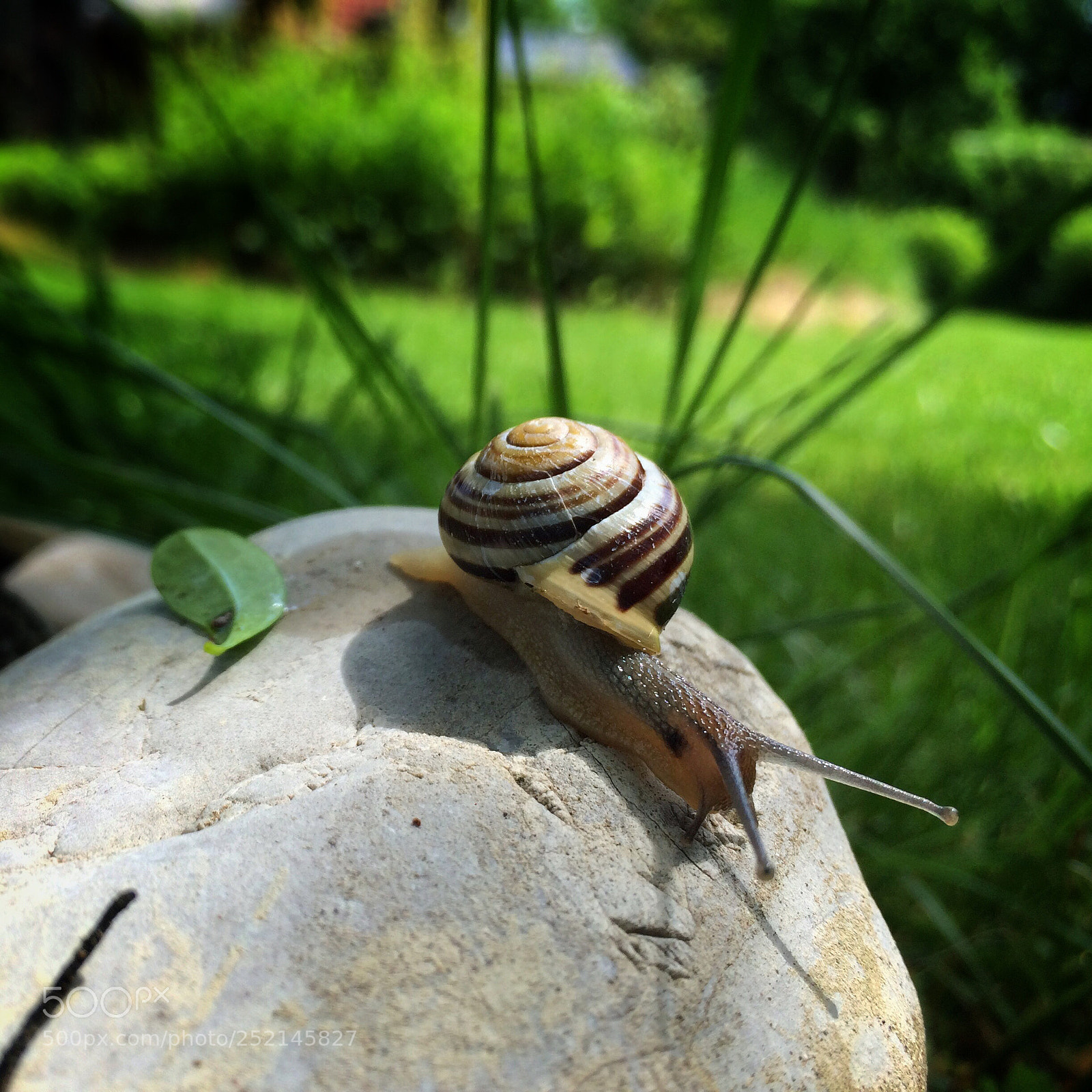 Apple iPhone 5s sample photo. Snail you to the photography
